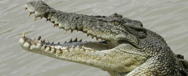 Crocodile 01 678X276